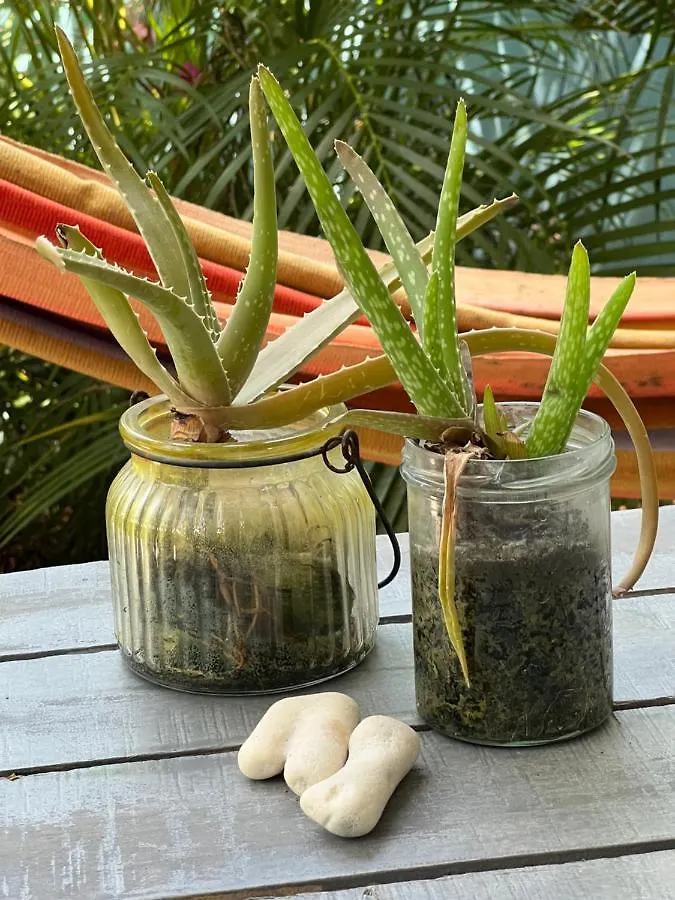 Apartamento Tropical Breeze 