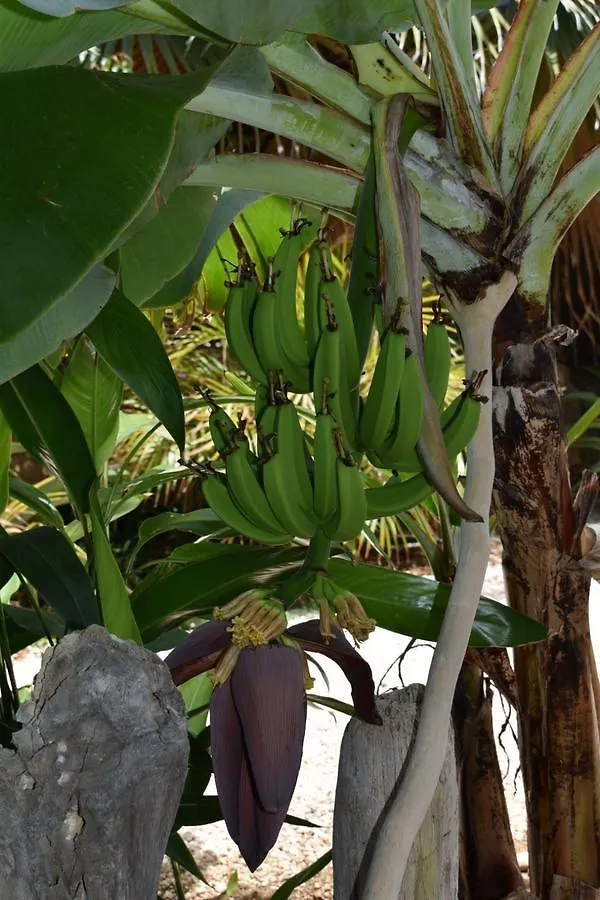Apartamento Tropical Breeze 