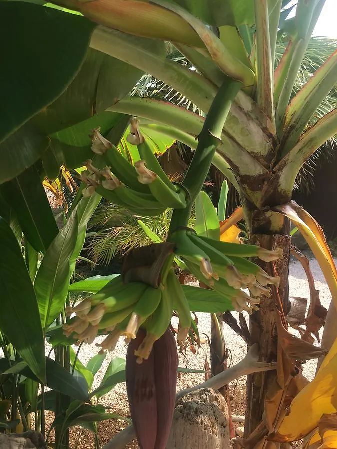 Tropical Breeze 