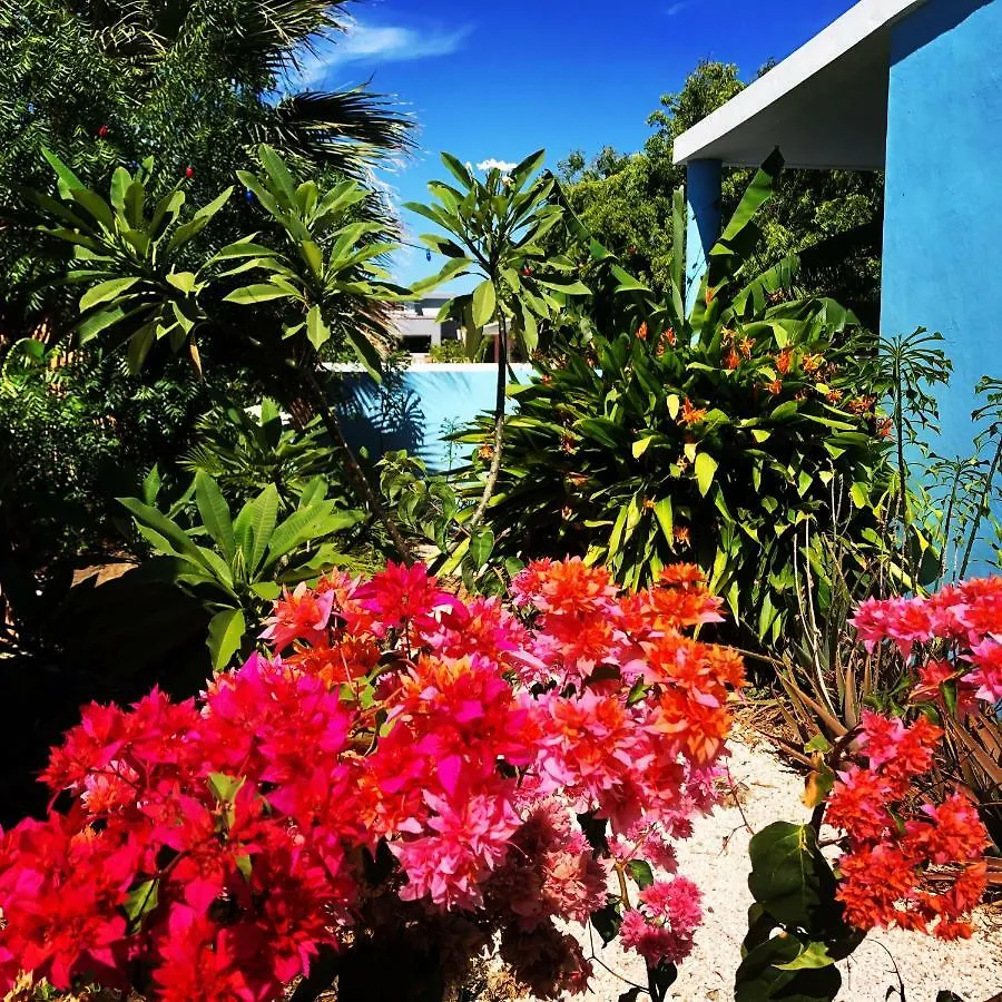 Tropical Breeze 